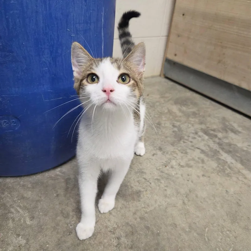 Purrcy thumbnail 5