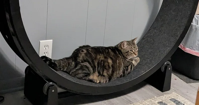An adult large-sized male Tabby (Brown / Chocolate) Domestic Short Hair cat named Otho for adoption in Kalamazoo, MI