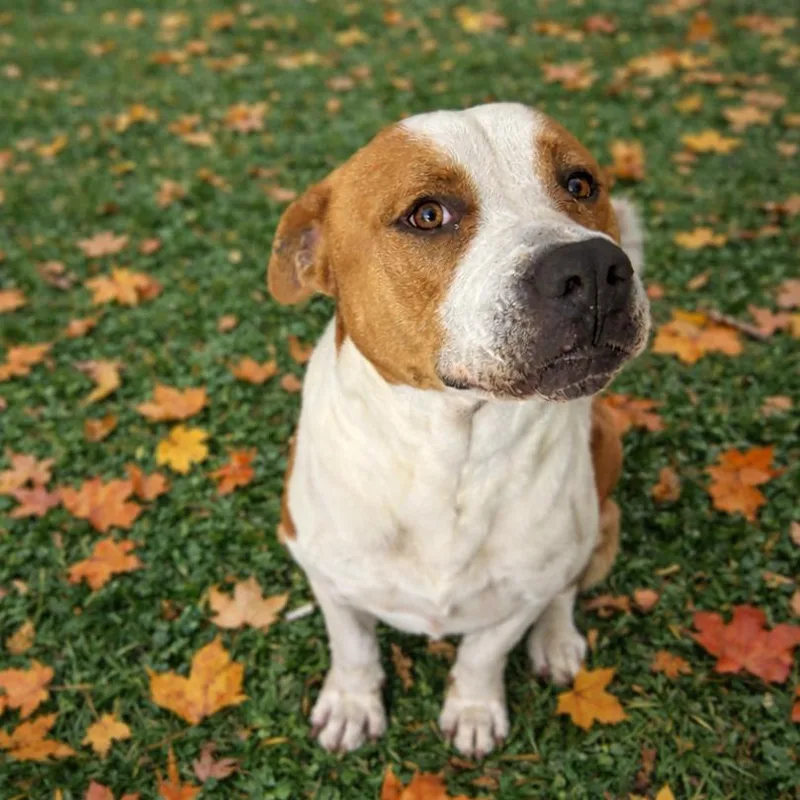 An adult large-sized male White / Cream Pit Bull Terrier dog named Jason for adoption in Morganton, NC