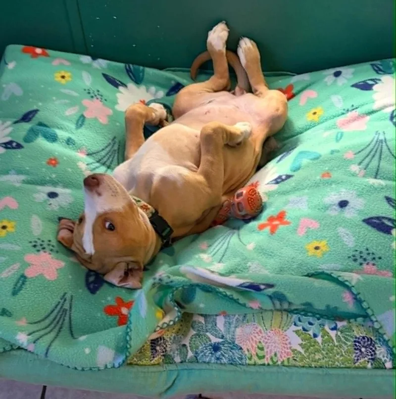 A baby large-sized female American Bulldog dog named Lita for adoption in Avon, CT