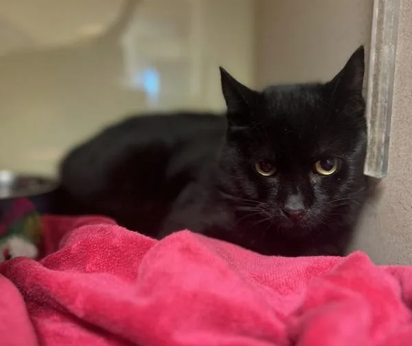 An adult medium-sized female Domestic Short Hair cat named Sedna for adoption in Monterey, CA