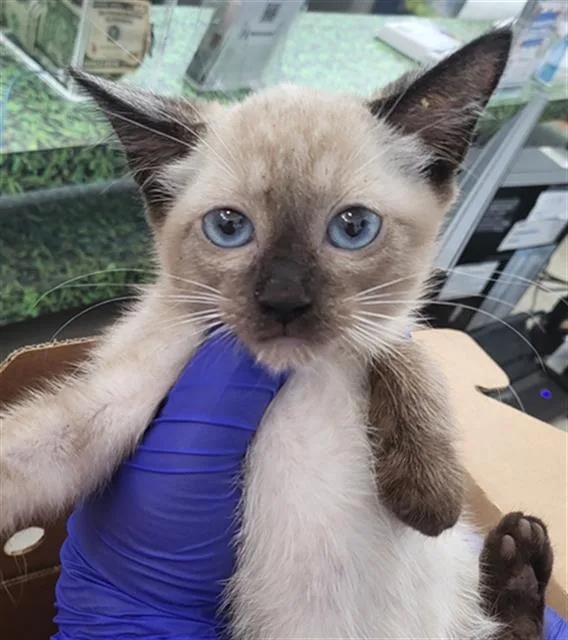 A baby medium-sized female Domestic Short Hair cat named Mouse for adoption in Dallas, TX