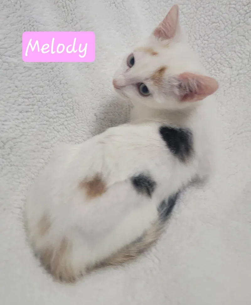 A baby medium-sized female White Domestic Short Hair cat named Melody for adoption in LaPlace, LA