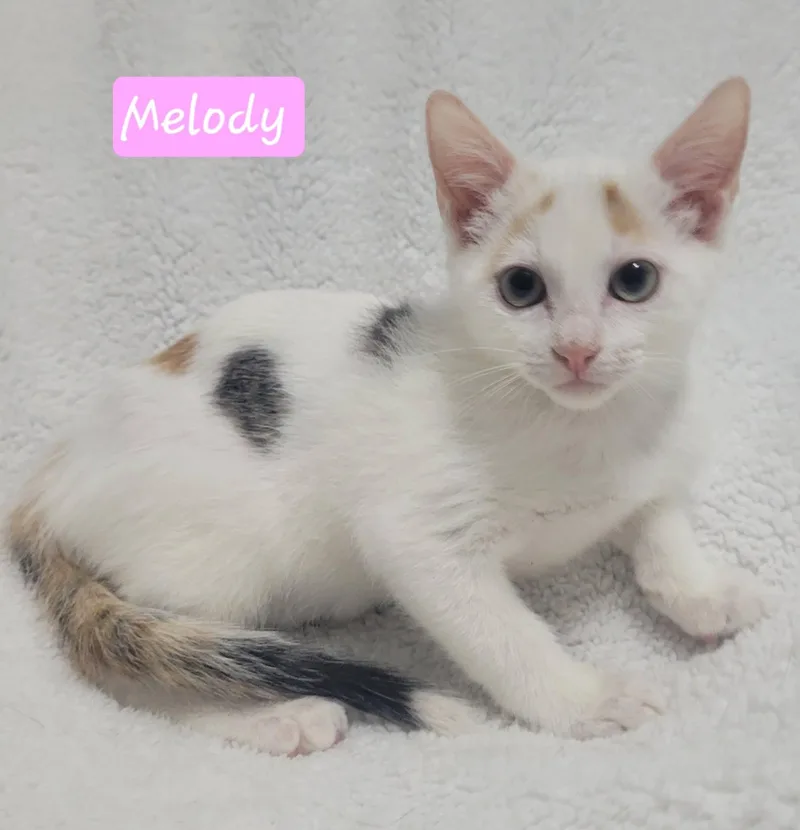 Melody thumbnail 3