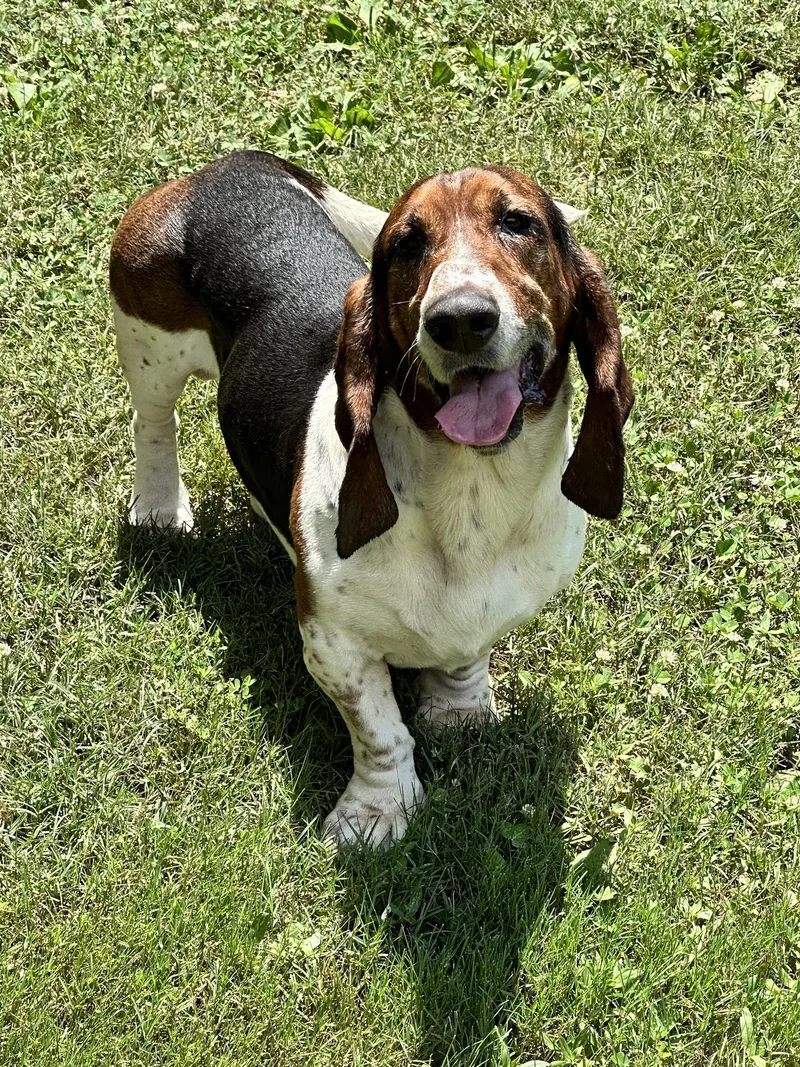 A young medium-sized male Basset Hound dog named Doc for adoption in Ball Ground, GA