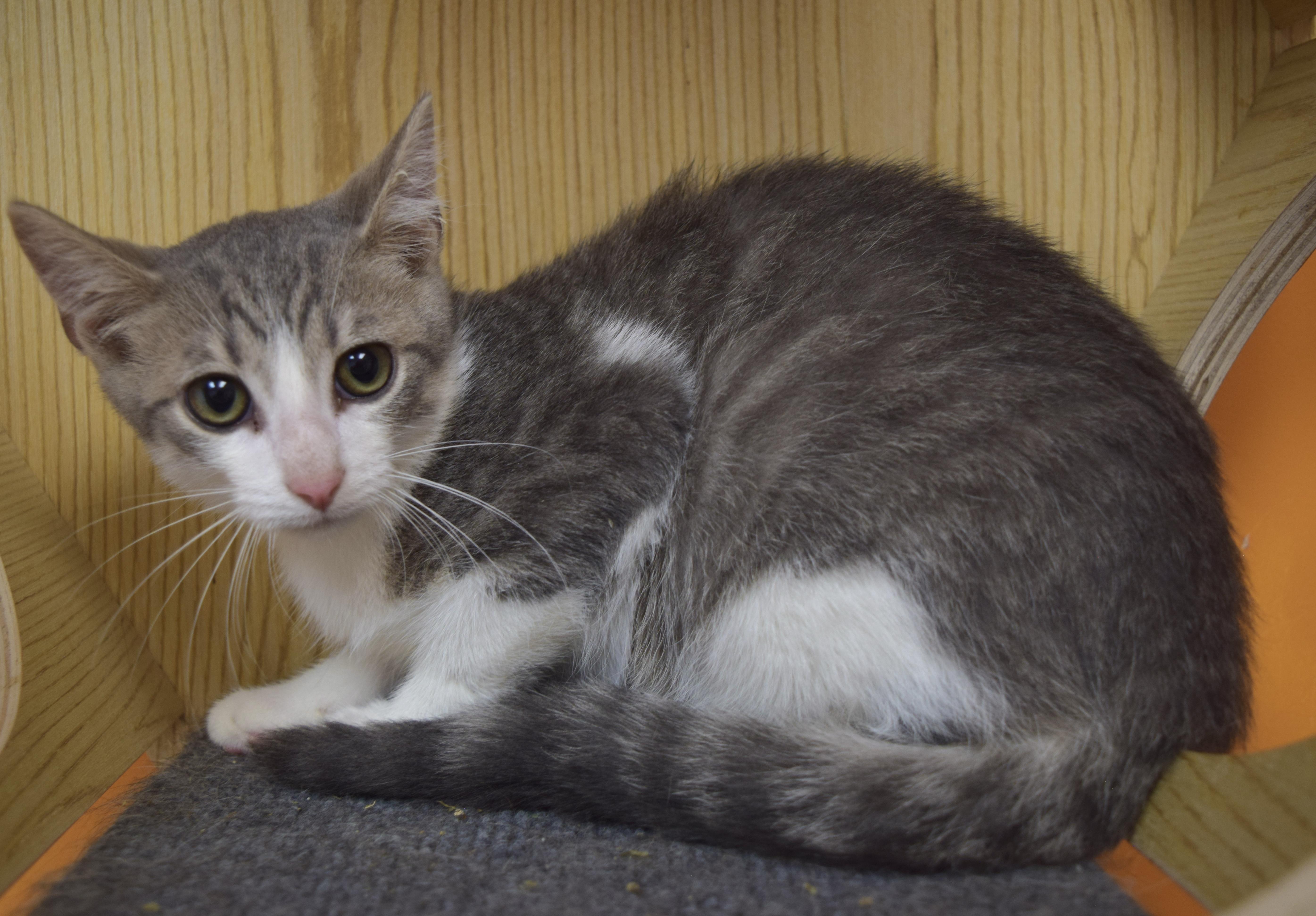 A baby medium-sized male Tabby (Gray / Blue / Silver) Domestic Short Hair cat named Sterling for adoption in Muncie, IN