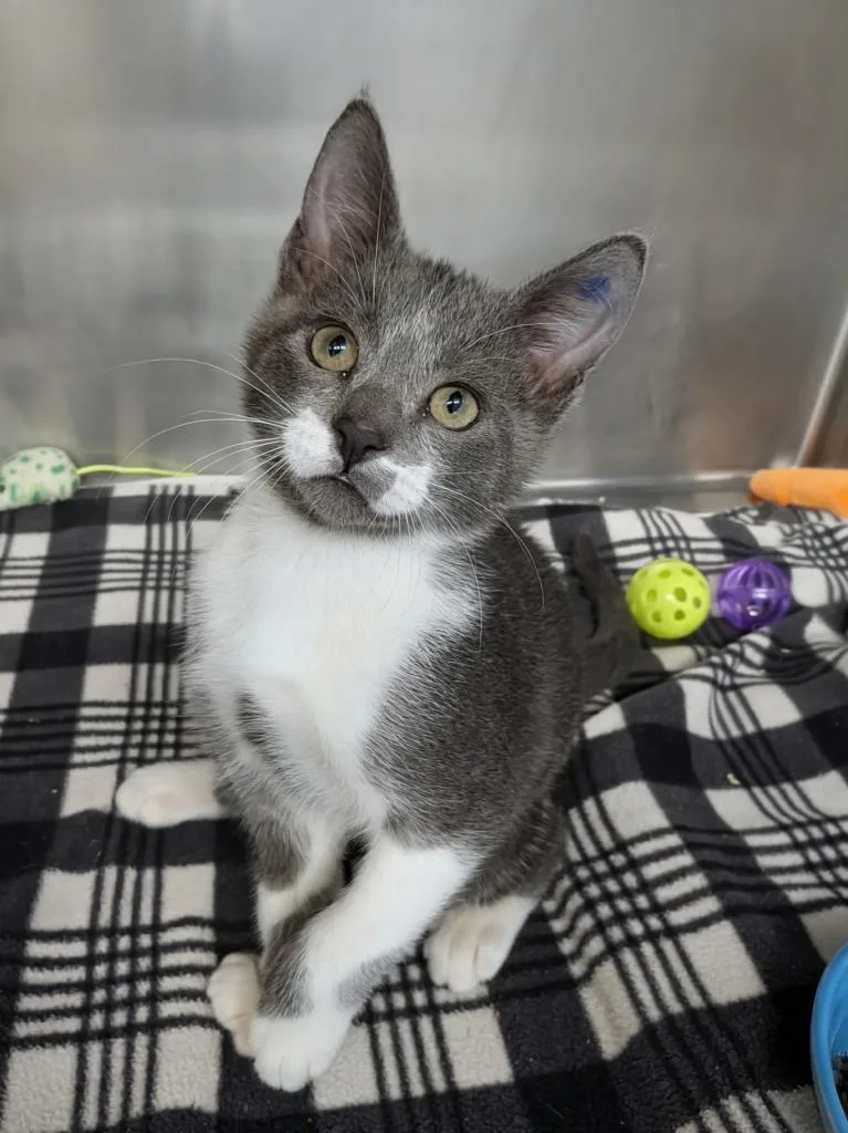 A baby small-sized male Domestic Short Hair cat named Watson for adoption in Grants Pass, OR