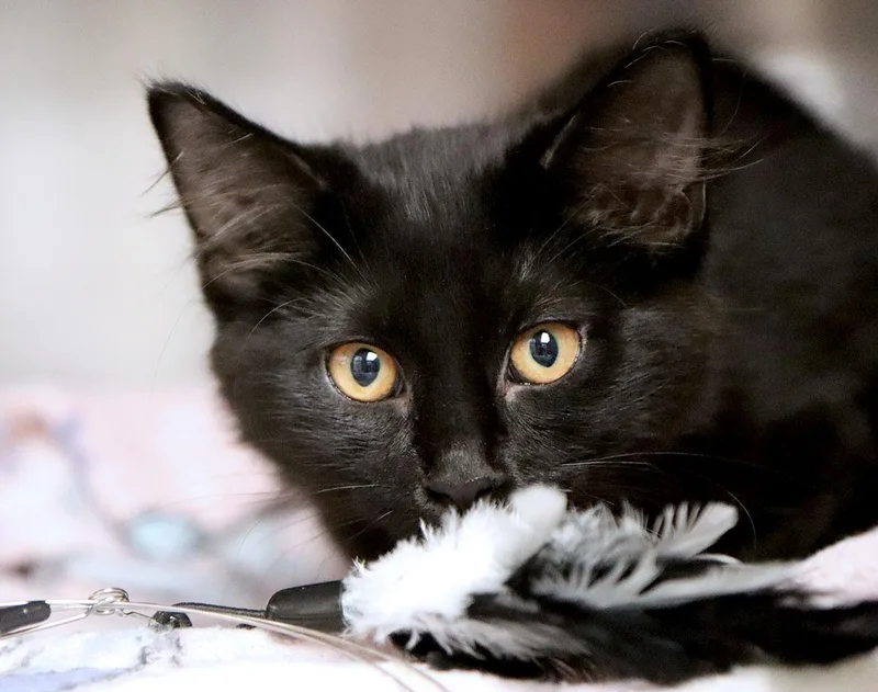 A baby medium-sized male Black Domestic Short Hair cat named Tito for adoption in Kansas City, KS