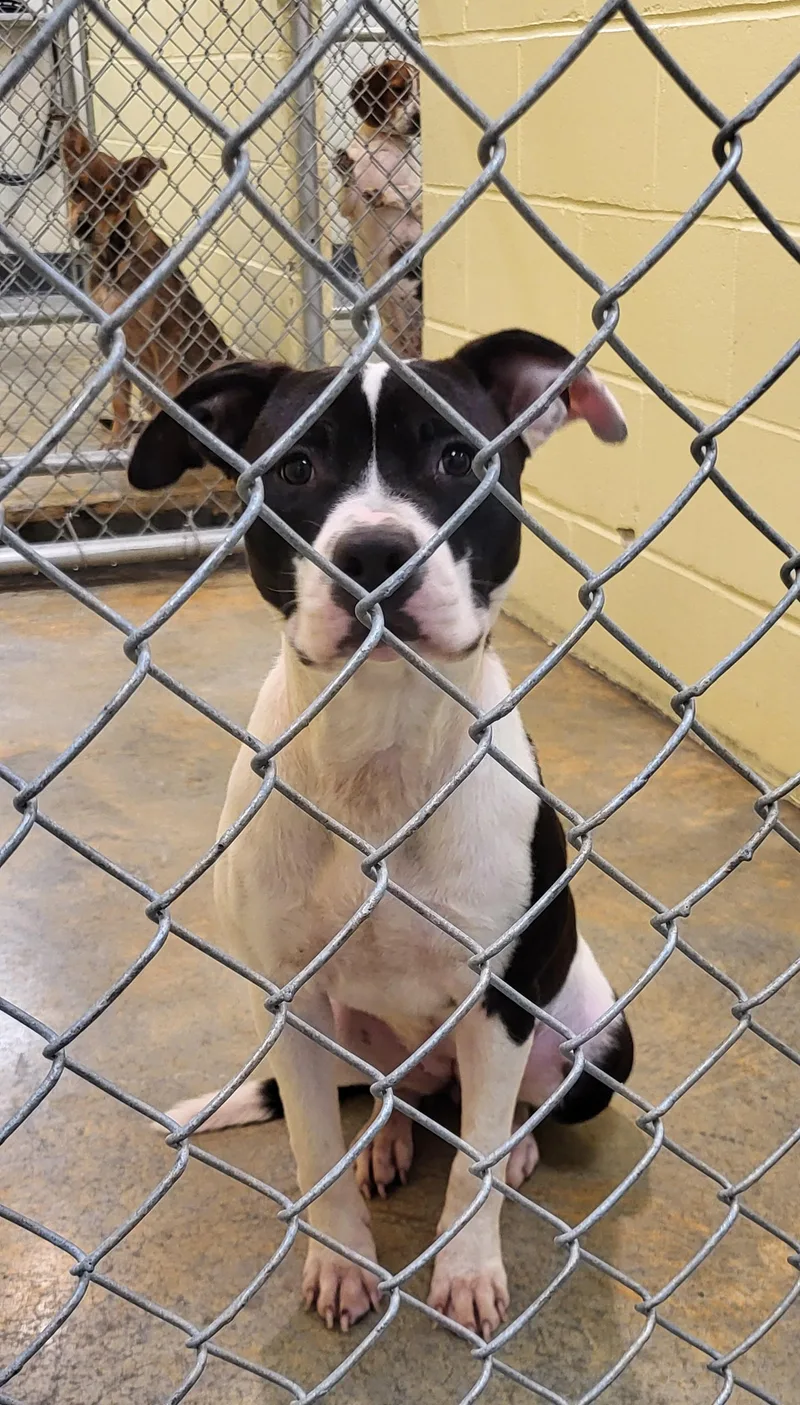 An adult medium-sized female White / Cream Mixed Breed dog named Willow for adoption in Marion, MS