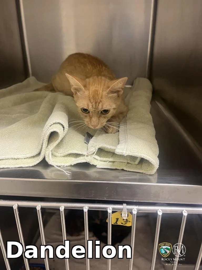 A baby small-sized female Domestic Short Hair cat named Dandelion for adoption in Rocky Mount, NC