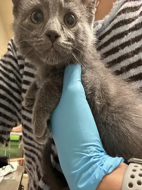 A young small-sized male Domestic Short Hair cat named Ash for adoption in Riverside, CA