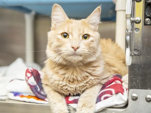 An adult large-sized male Domestic Short Hair cat named Mitch for adoption in Phoenix, AZ