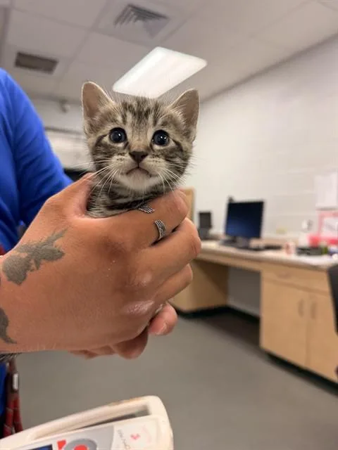 A baby small-sized male Domestic Short Hair cat named Robin for adoption in Corpus Christi, TX
