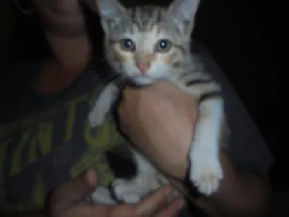 An adult medium-sized female Domestic Short Hair cat named Cali for adoption in Baton Rouge, LA