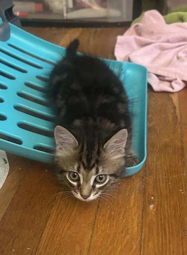 A baby medium-sized male Domestic Long Hair cat named Gyoza for adoption in Columbus, OH
