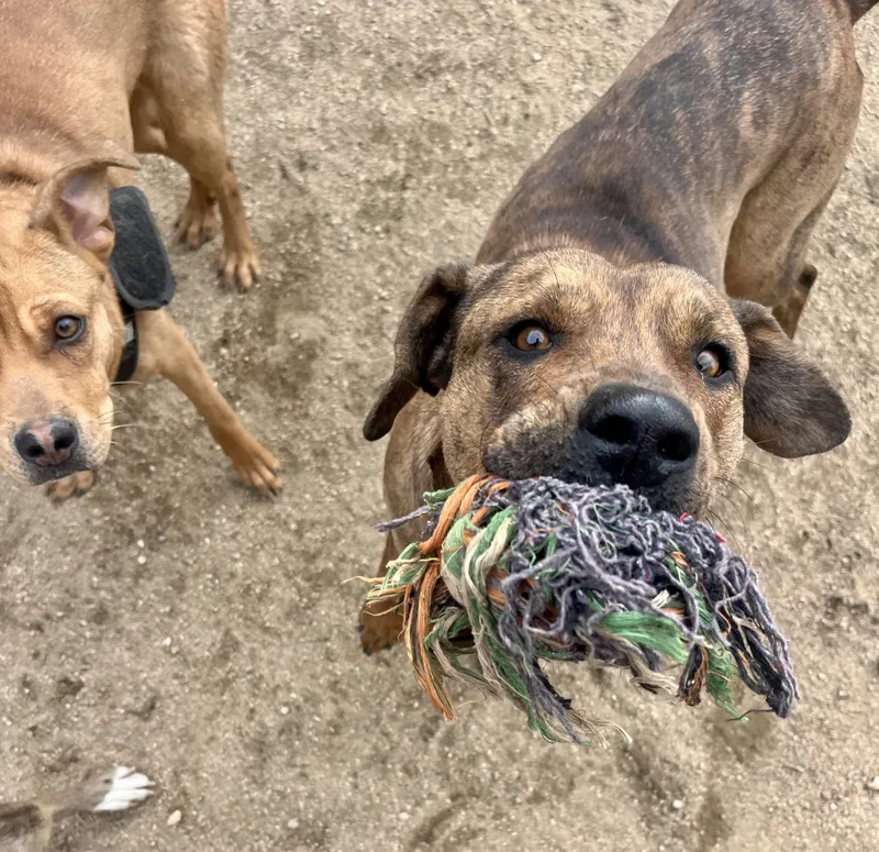 Daisy Dukes thumbnail 2