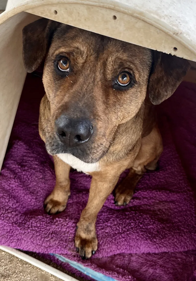 Daisy Dukes thumbnail 3