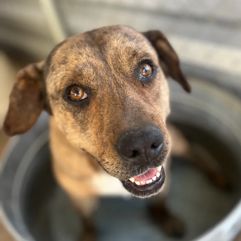 Daisy Dukes thumbnail 4