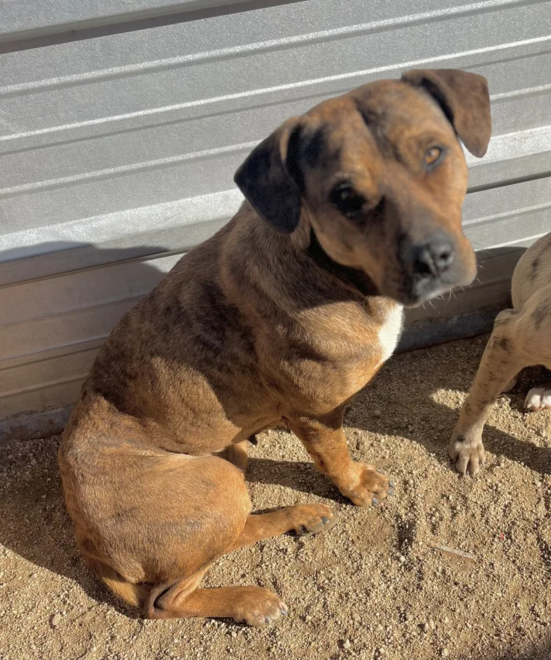 Daisy Dukes thumbnail 5