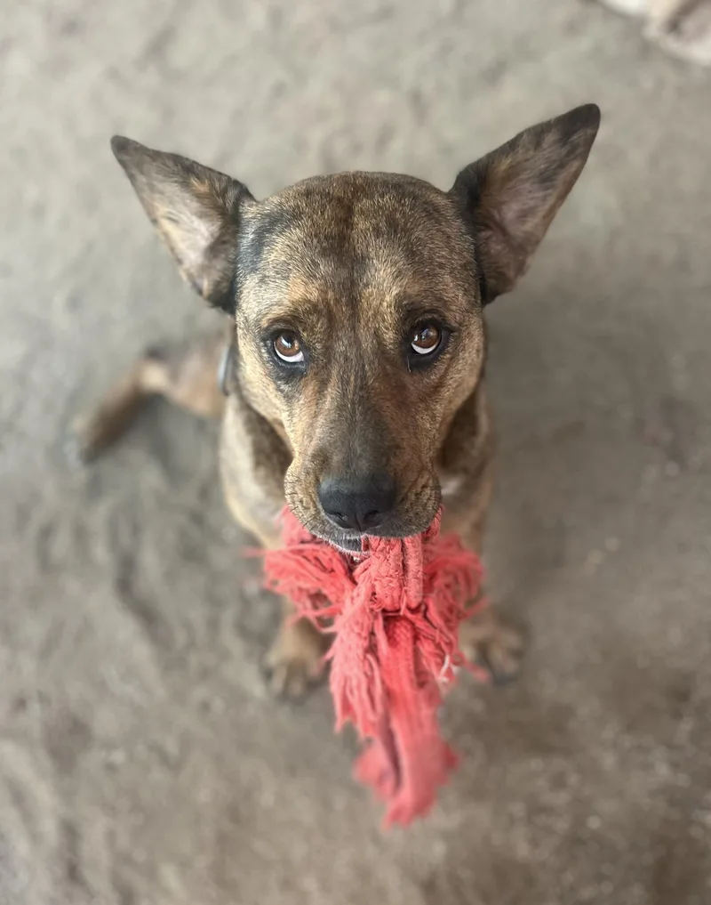 Daisy Dukes thumbnail 6