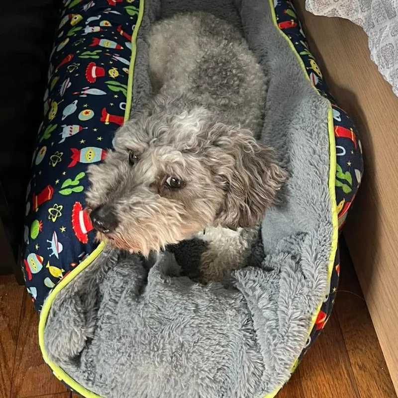 Patrick Star thumbnail 2