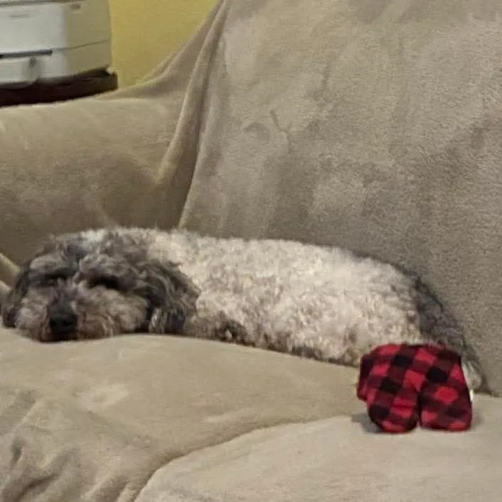 Patrick Star thumbnail 3