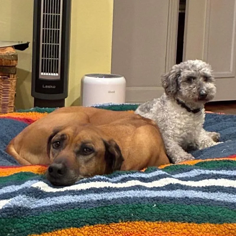 Patrick Star thumbnail 4