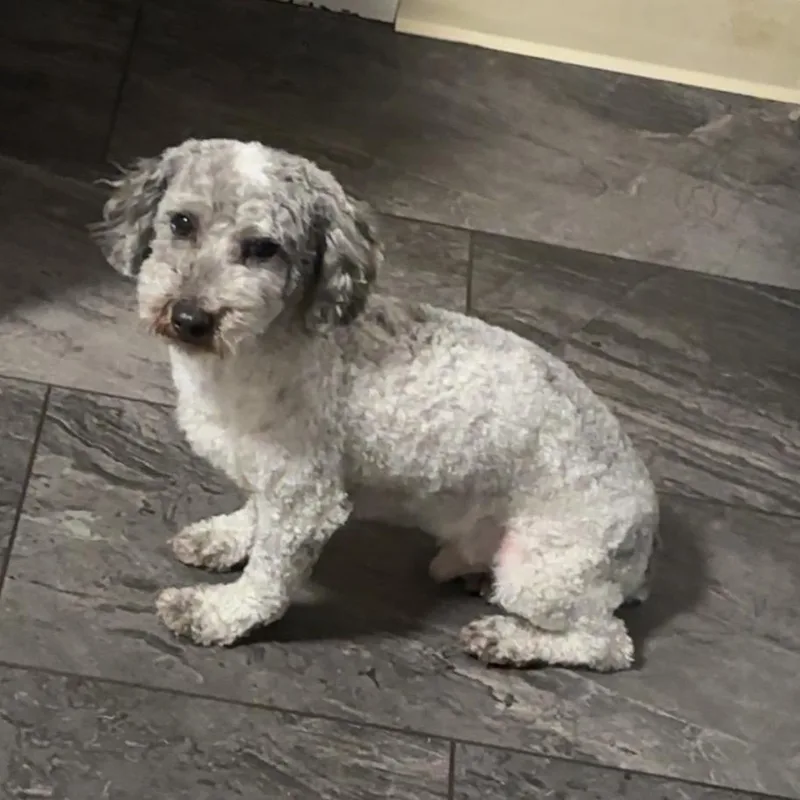 Patrick Star thumbnail 5