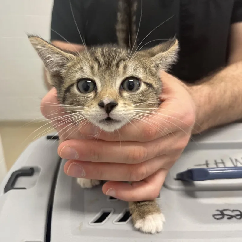 A baby small-sized female Brown / Chocolate Domestic Short Hair cat named Nina for adoption in Marshall, VA