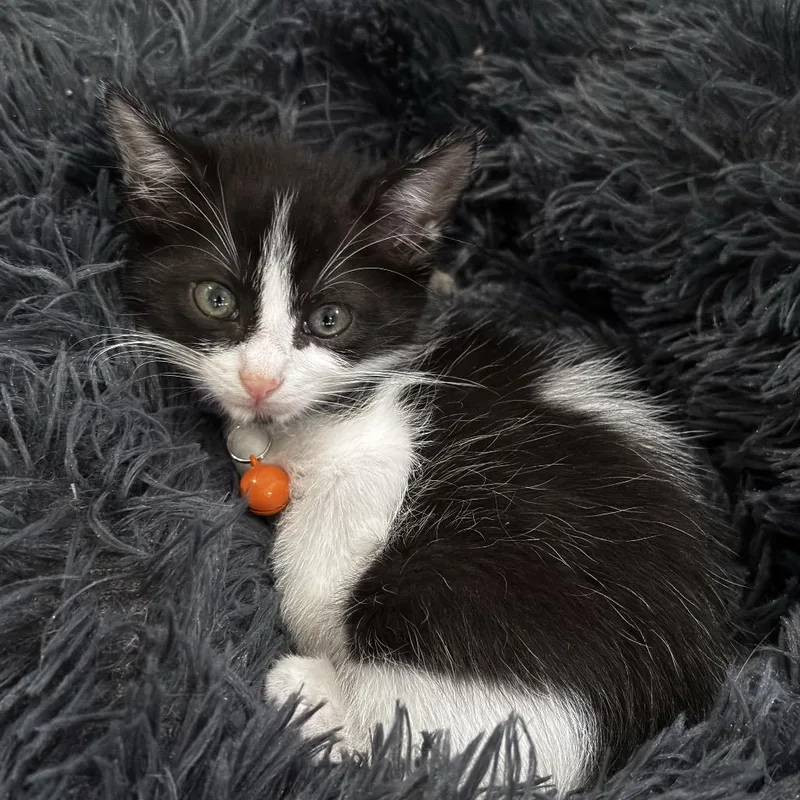 A baby small-sized male Black Domestic Short Hair cat named Moo for adoption in Miami, FL