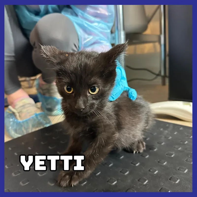 A baby small-sized male Black Domestic Short Hair cat named Yetti for adoption in Glenwood, MN