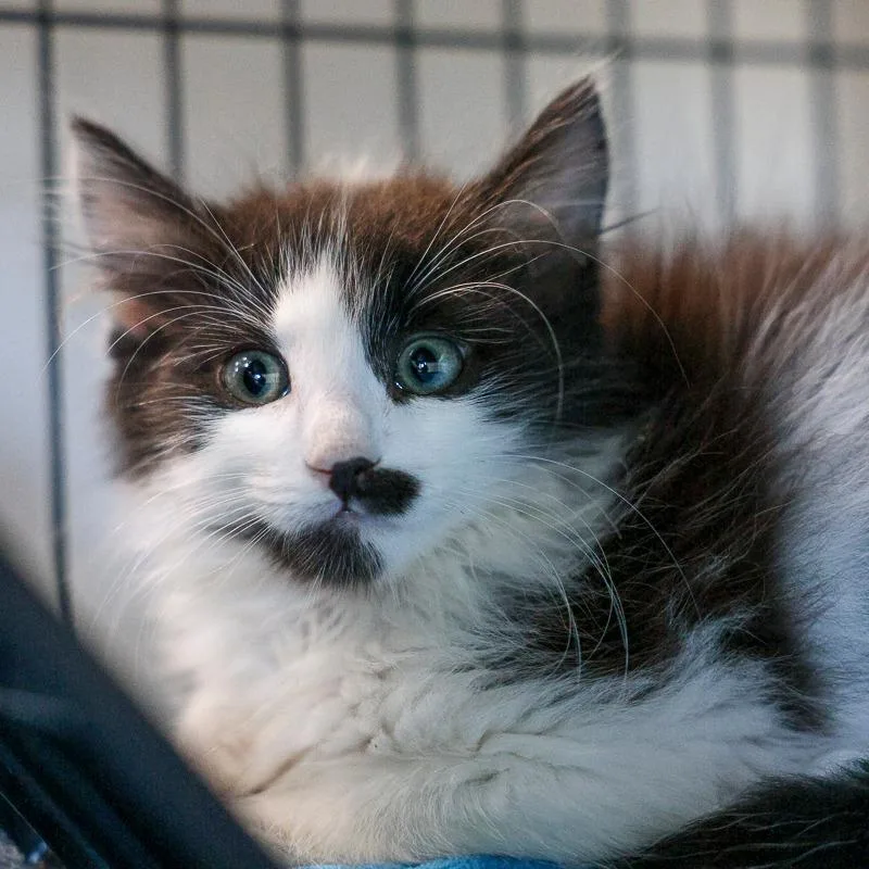 Purrincipal Whiskers