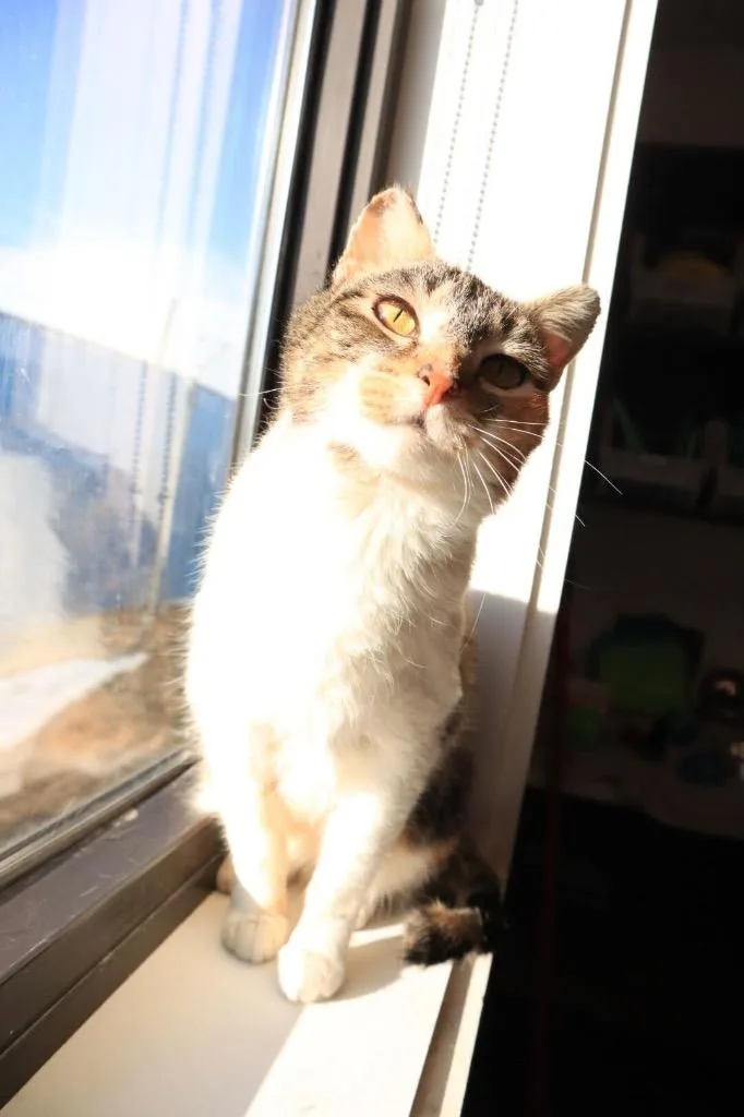An adult medium-sized female Domestic Short Hair cat named Anna for adoption in Minot, ND