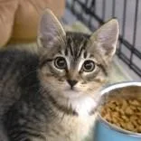 A baby small-sized female Brown / Chocolate Domestic Short Hair cat named Toffee for adoption in Flagstaff, AZ