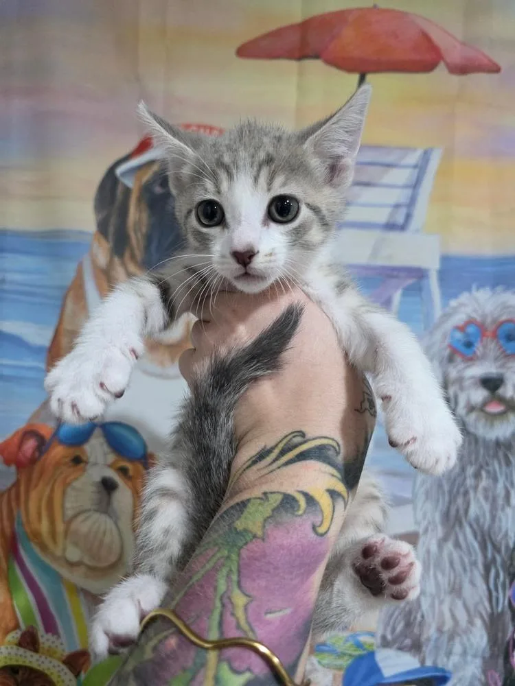 A baby small-sized female Domestic Short Hair cat named Bluebell for adoption in Aurora, CO