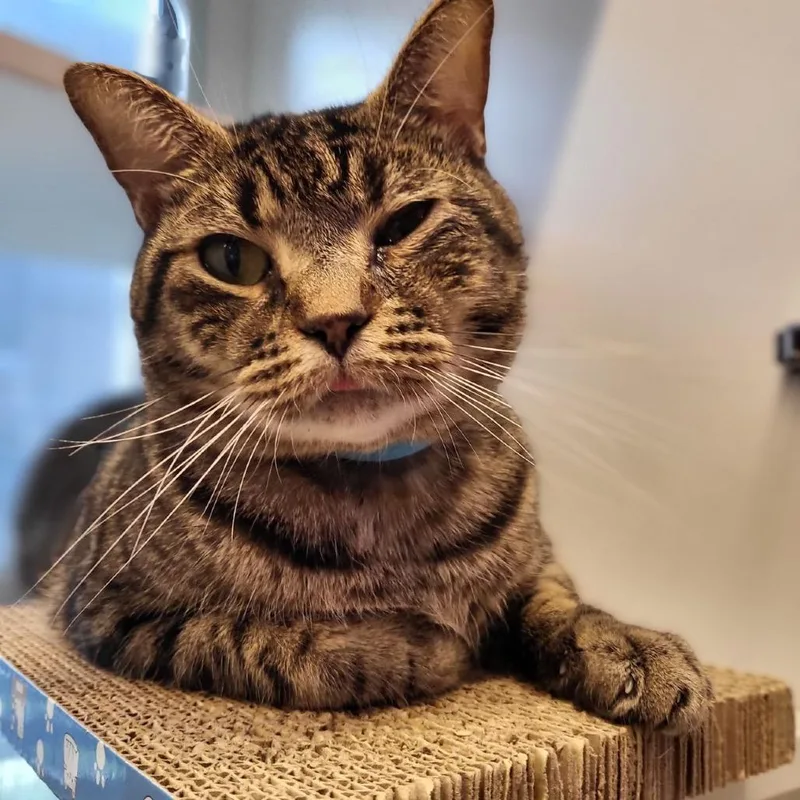 An adult large-sized male Brown / Chocolate Domestic Short Hair cat named Tiger for adoption in New York, NY
