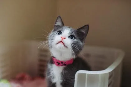 A baby small-sized male Domestic Short Hair cat named A Kelsey Petsmart Mt for adoption in North Charleston, SC