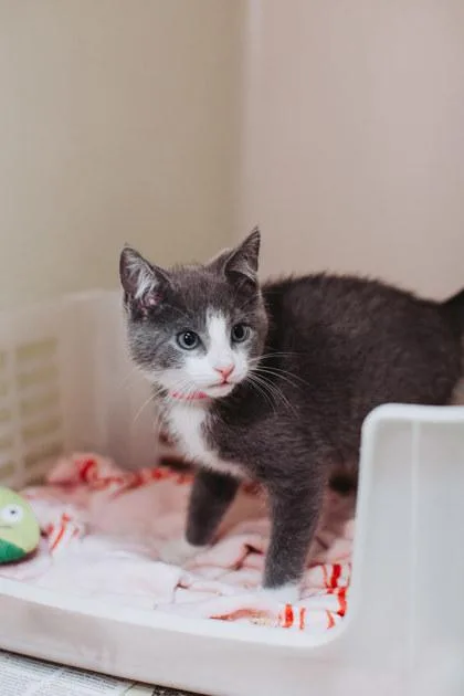 A Kelsey Petsmart Mt thumbnail 2