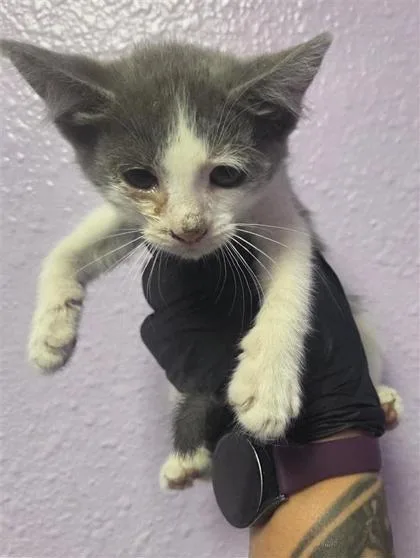 A baby small-sized female White Domestic Short Hair cat named 61118799 for adoption in El Paso, TX