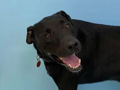 Buddy