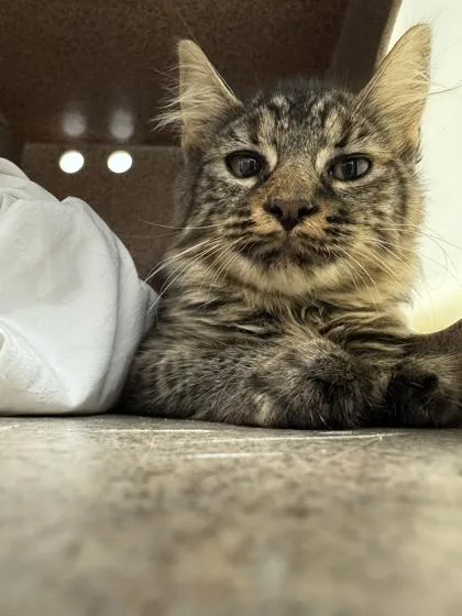 A young medium-sized female Domestic Short Hair cat named Chirp for adoption in Sevierville, TN