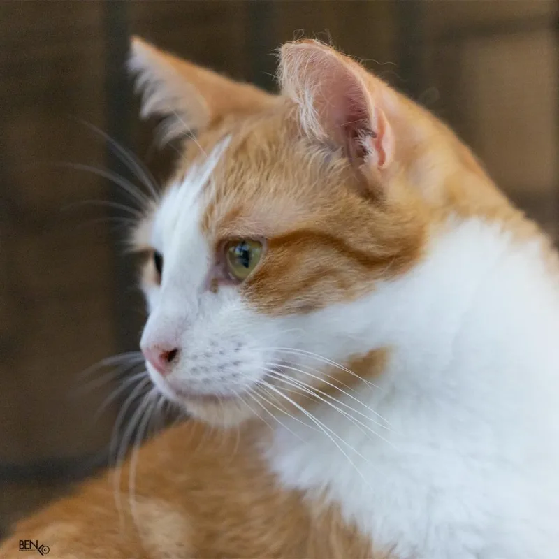 A young medium-sized male Orange / Red Domestic Short Hair cat named Peaches for adoption in Pahoa, HI