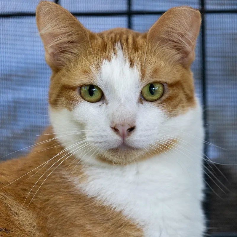 Peaches thumbnail 6