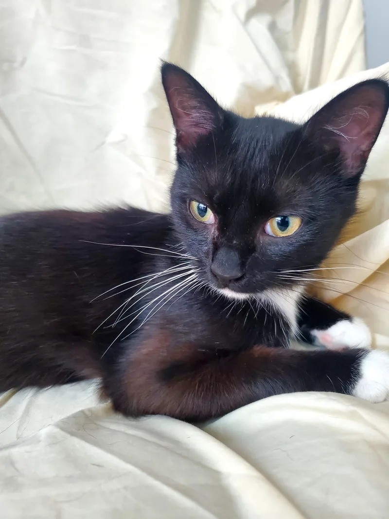 A baby small-sized female Domestic Short Hair cat named Maggie for adoption in Gladwin, MI