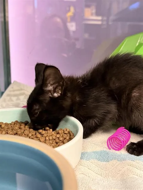 A baby small-sized female Domestic Short Hair cat named Spirit for adoption in Santa Cruz, CA