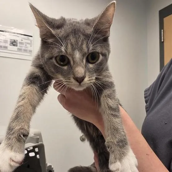 A baby small-sized female Gray / Blue / Silver Domestic Short Hair cat named Sasha for adoption in Jacksonville, FL