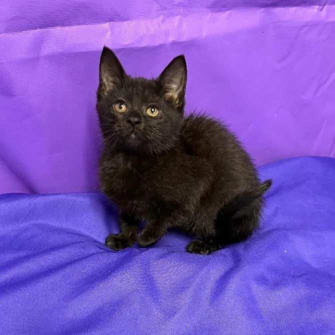 A baby small-sized female Black Domestic Short Hair cat named Tuna for adoption in North Myrtle Beach, SC