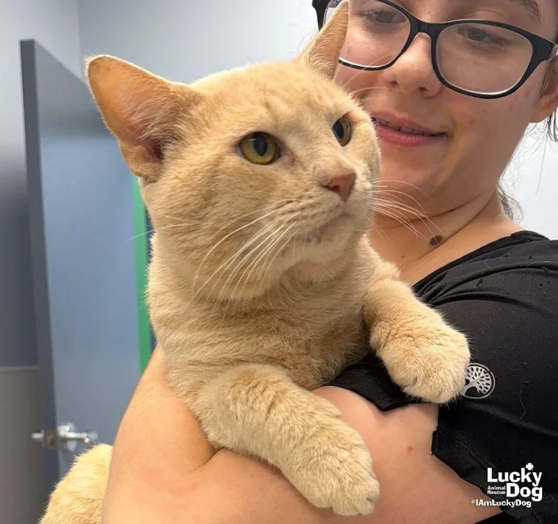 An adult medium-sized male Orange / Red Domestic Short Hair cat named Caterpillar for adoption in Washington, DC