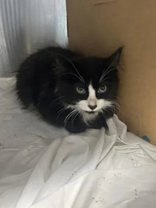 A baby small-sized male Domestic Short Hair cat named Bombogenesis for adoption in West Chester, PA