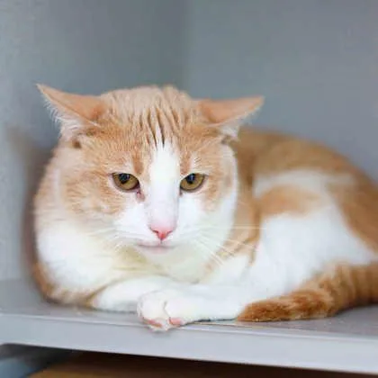 A young small-sized male Brown / Chocolate Domestic Short Hair cat named Jatan for adoption in Atlanta, GA